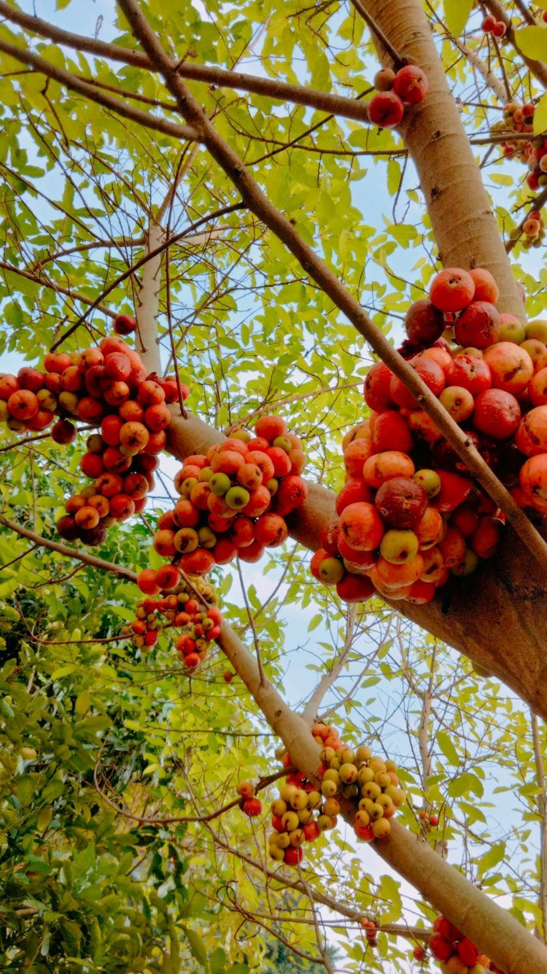 Xuan Son Hang Mua Eco Garden מראה חיצוני תמונה