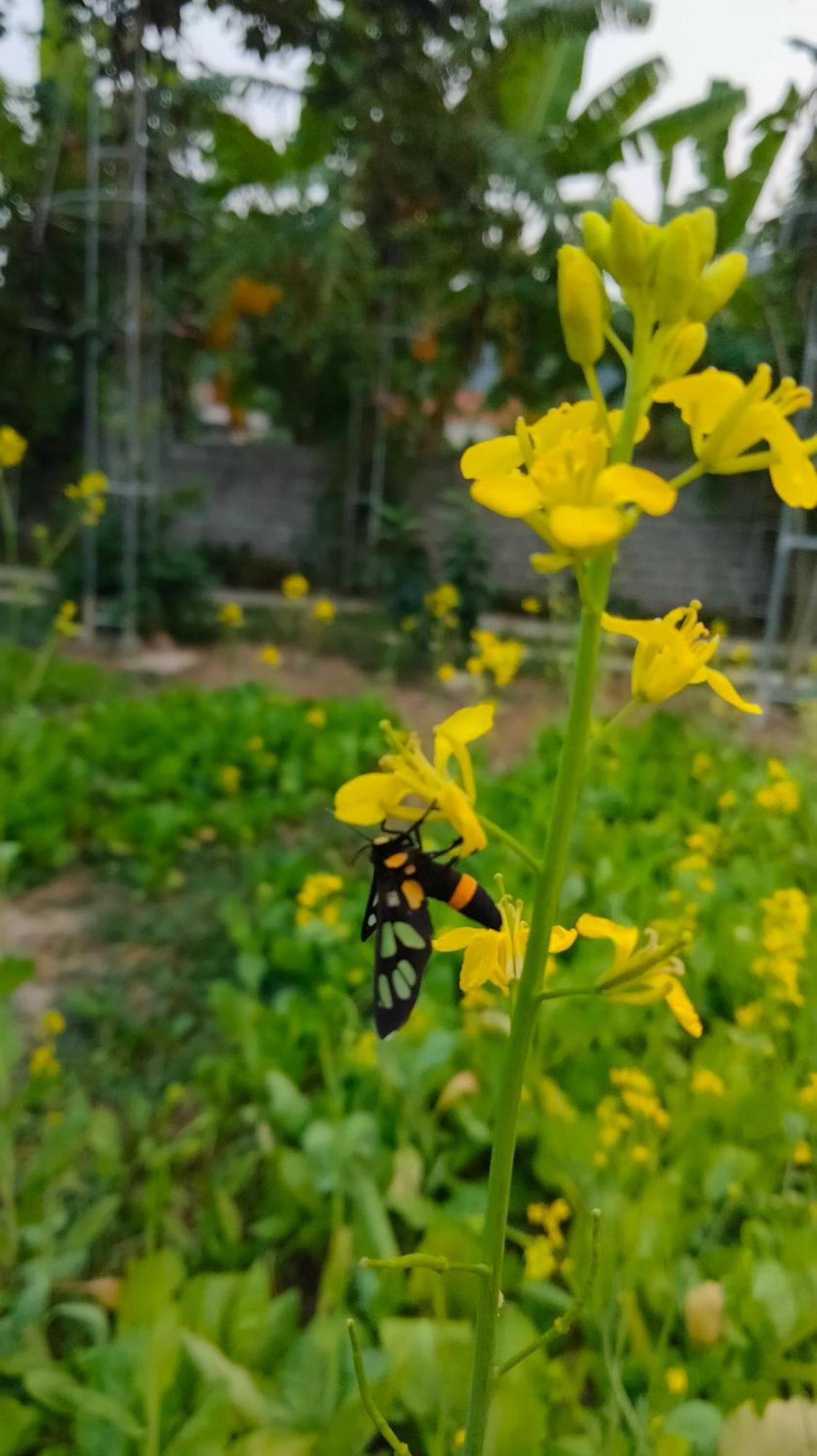 Xuan Son Hang Mua Eco Garden מראה חיצוני תמונה