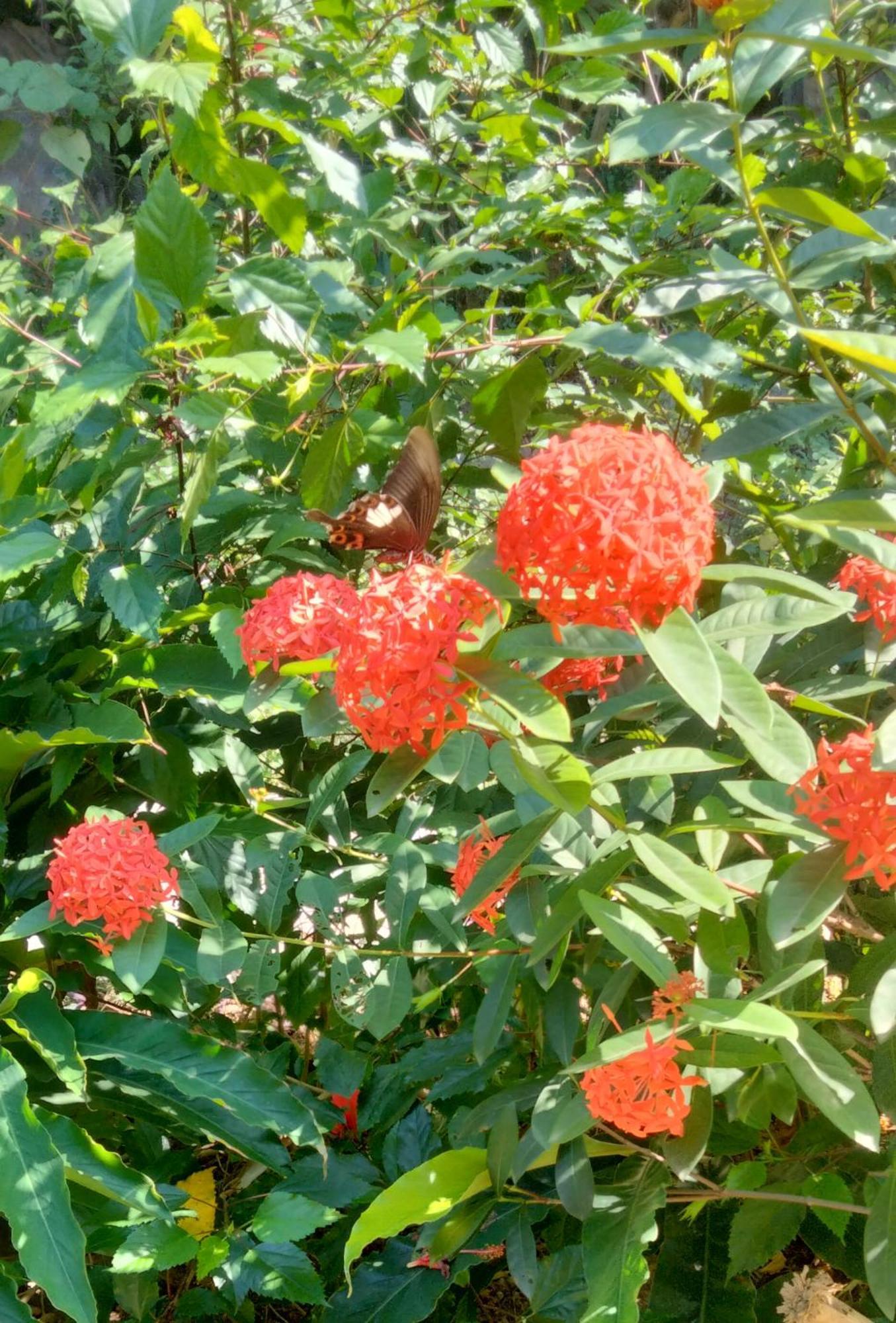 Xuan Son Hang Mua Eco Garden מראה חיצוני תמונה