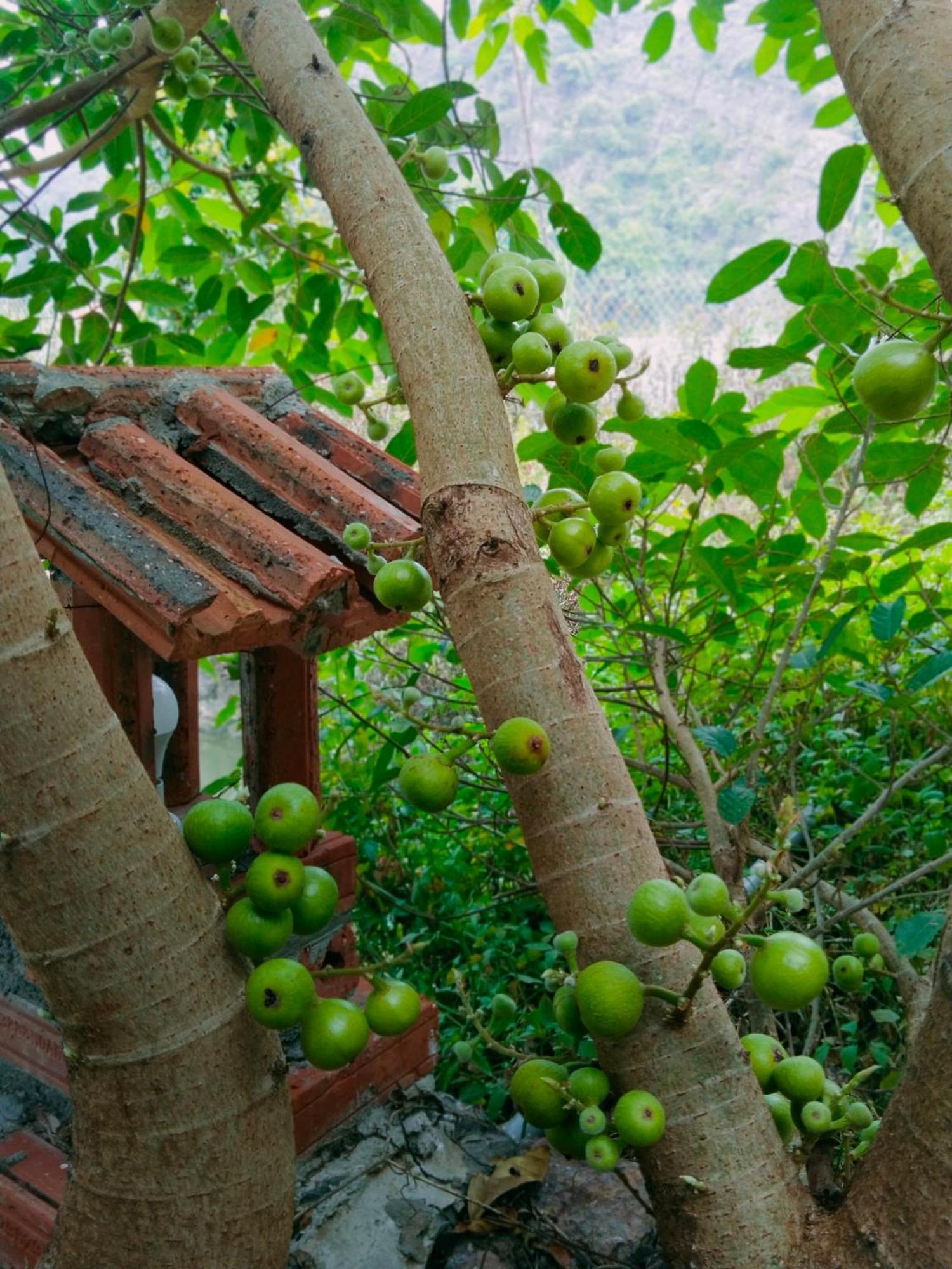 Xuan Son Hang Mua Eco Garden מראה חיצוני תמונה
