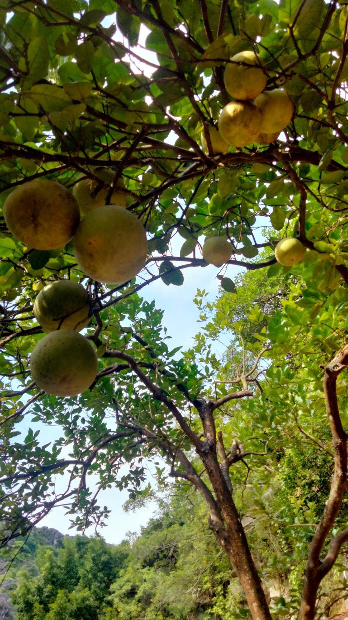 Xuan Son Hang Mua Eco Garden מראה חיצוני תמונה