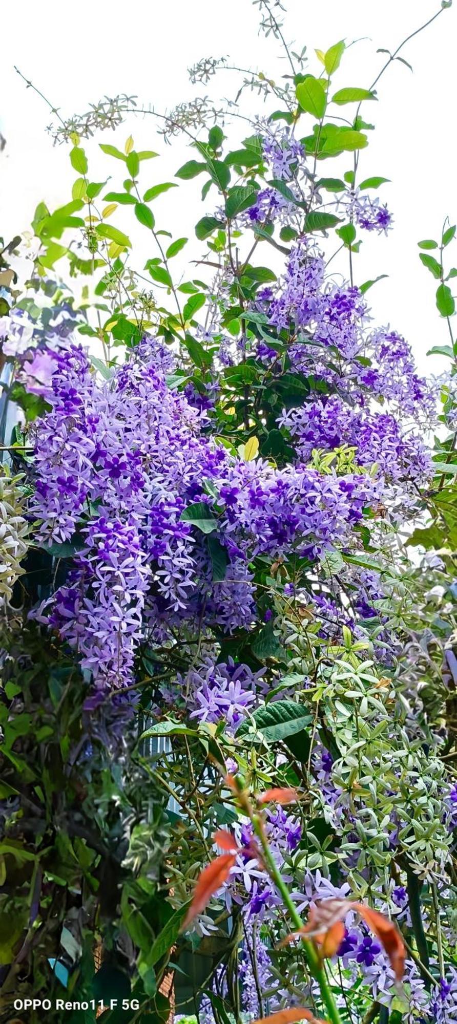 Xuan Son Hang Mua Eco Garden מראה חיצוני תמונה